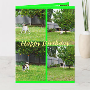 Fox Terrier, Foto Collage, Big Birthday Card Karte