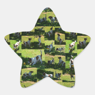 Fox Terrier Foto Collage, Stern-Aufkleber