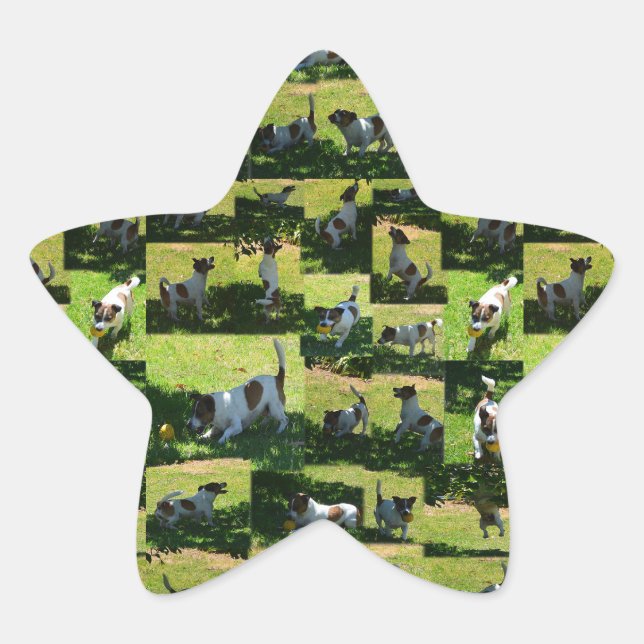 Fox Terrier Foto Collage, Stern-Aufkleber (Vorderseite)