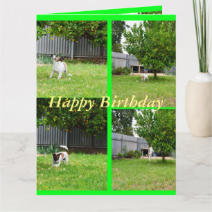 Fox Terrier, Fotocollage, Große Geburtstagskarte Karte