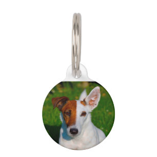 Fox Terrier Hund. Haustiermarke