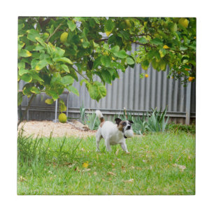 Fox Terrier Lustiges Erschrecktes Gesicht, Fliese