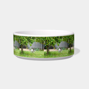 Fox Terrier Lustiges Erschrecktes Gesicht, Napf