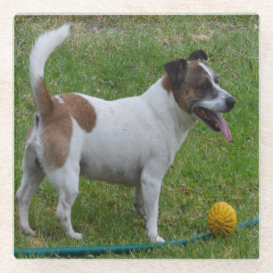 Fox Terrier mit seinem Ball, Glasuntersetzer
