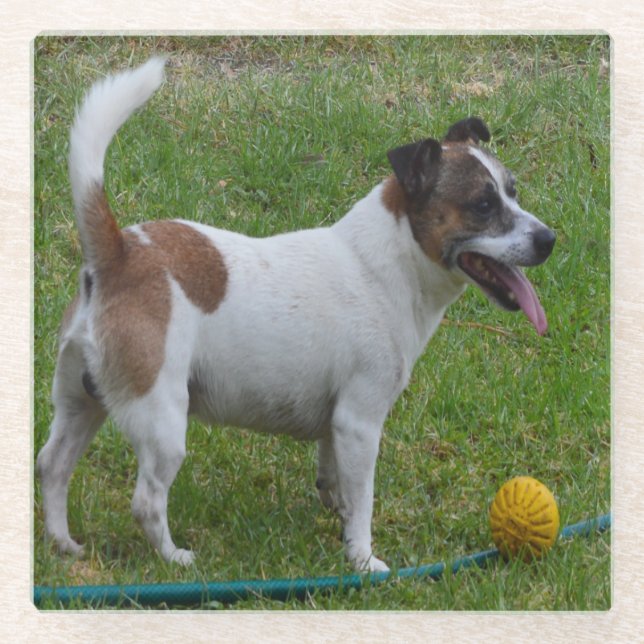 Fox Terrier mit seinem Ball, Glasuntersetzer (Vorderseite)