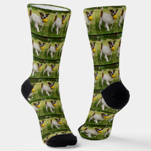 Fox Terrier mit seinem Kugelmuster, Socken