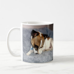 Fox Terrier, Oh so schüchtern, die Tasse des weiße