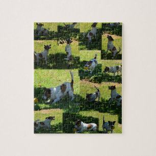 Fox Terrier, The Hard Day Puzzle