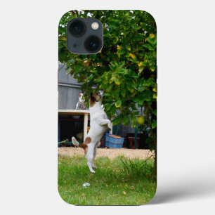 Fox Terrier The Leap, iPhone 13 Fall Case-Mate iPhone Hülle