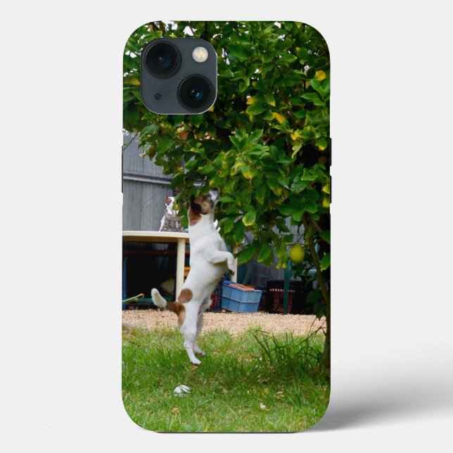 Fox Terrier The Leap, iPhone 13 Fall Case-Mate iPhone Hülle (Rückseite)