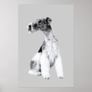 Fox Terrier Zeichnend Poster