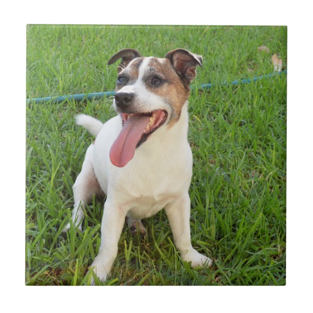 Fox Terrier, Zunge in der Wange, Fliese (Vorderseite)