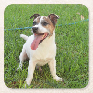 Fox Terrier, Zunge in der Wange, Rechteckiger Pappuntersetzer