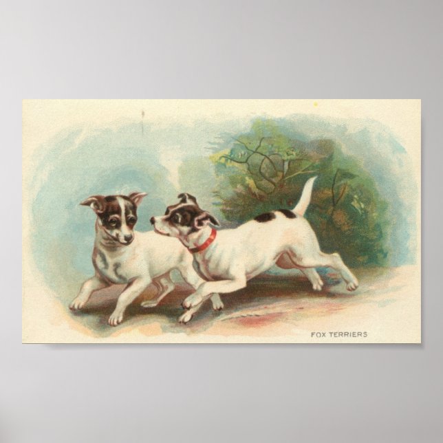 Fox Terriers Poster (Vorne)
