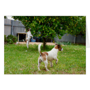 Fox Terriers spielen Zeit,
