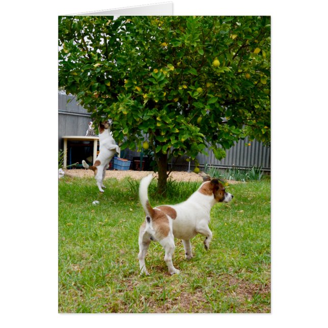 Fox Terriers spielen Zeit, (Vorne)