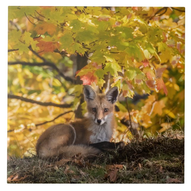 Fox und Foliage Fliese (Vorderseite)