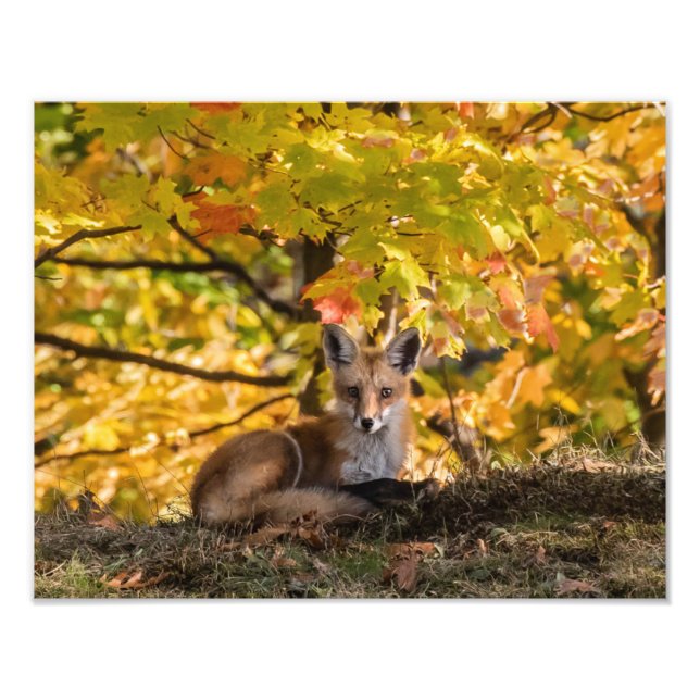 Fox und Foliage Fotodruck (Vorne)