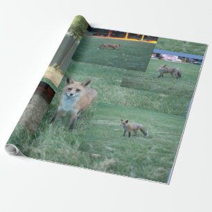 Fox und Land mit Stall, Rotfuchs Geschenkpapier