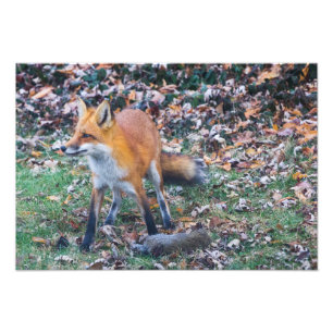 Fox und seine Tötung Fotodruck
