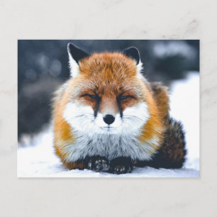 Fox Wild Animals Fotografie Postkarte