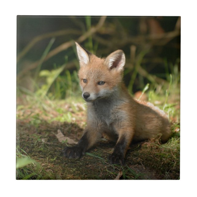 Fox Wildtiere Fliese (Vorderseite)
