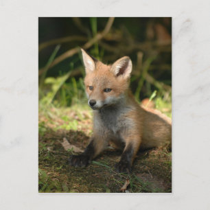 Fox Wildtiere Postkarte