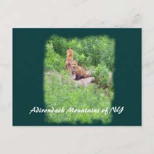 Foxes, Adirondack Mountains of NY Postkarte