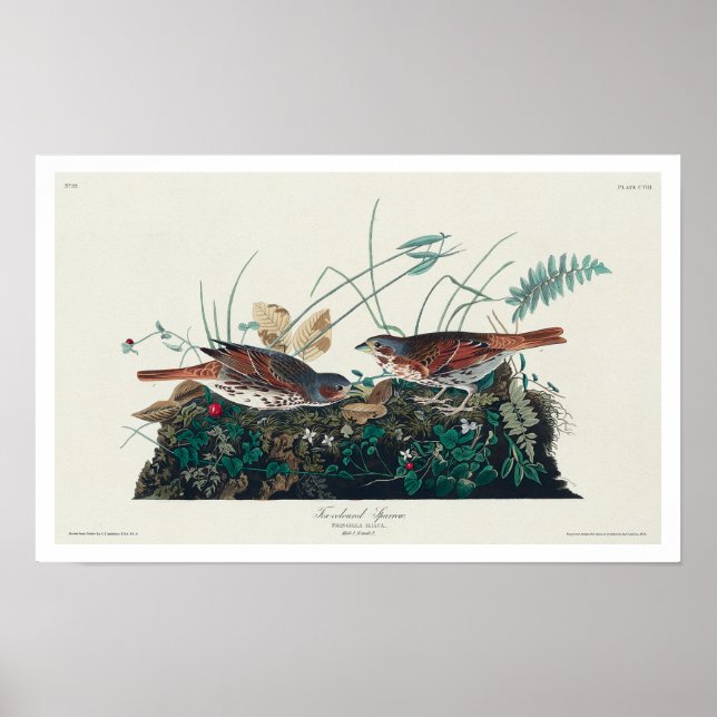 Foxfarbener Sparrow von Audubon Poster (Vorne)