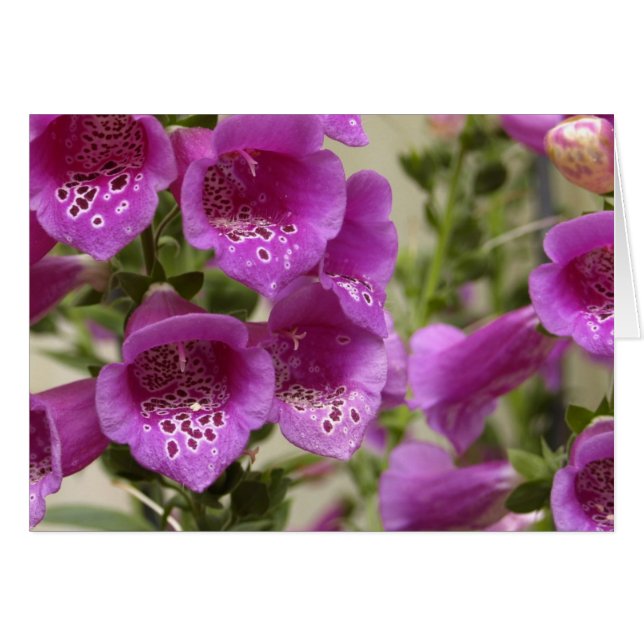 Foxglove (Vorderseite (Horizontal))