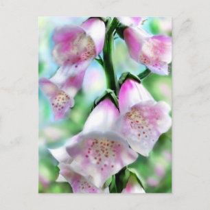 Foxglove Blume Blume Blumenrosa Lila Grün Postkarte