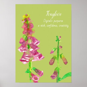 Foxglove Blume Botanische Malerei Poster