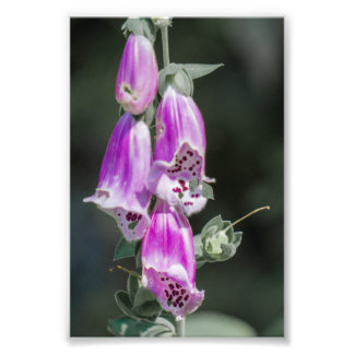 Foxglove-Blume Fotodruck