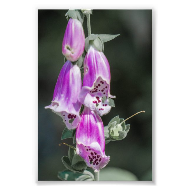 Foxglove-Blume Fotodruck (Vorne)