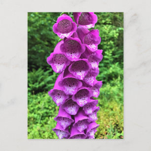 Foxglove Blume, Oregon Postkarte