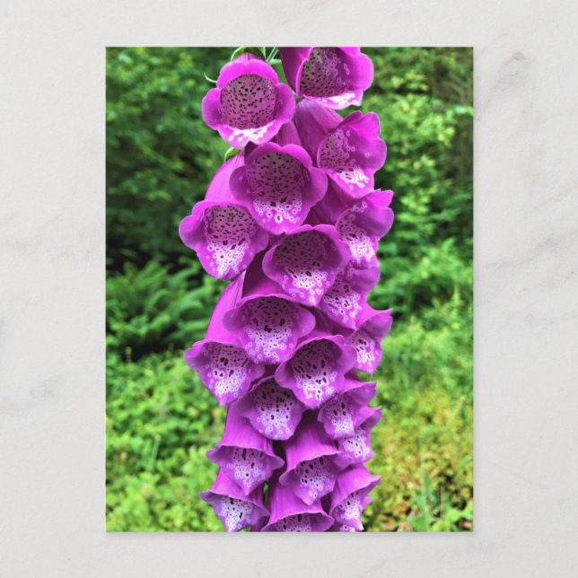 Foxglove Blume, Oregon Postkarte (Vorderseite)