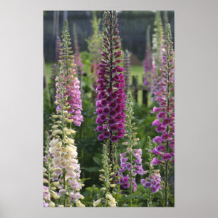 Foxglove Blume ... Poster