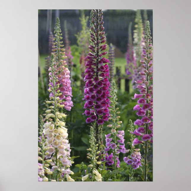 Foxglove Blume ... Poster (Vorne)