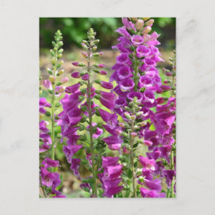 Foxglove-Blume Postkarte