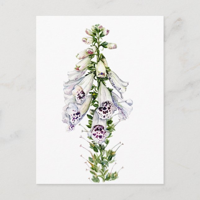 Foxglove-Blume Postkarte (Vorderseite)