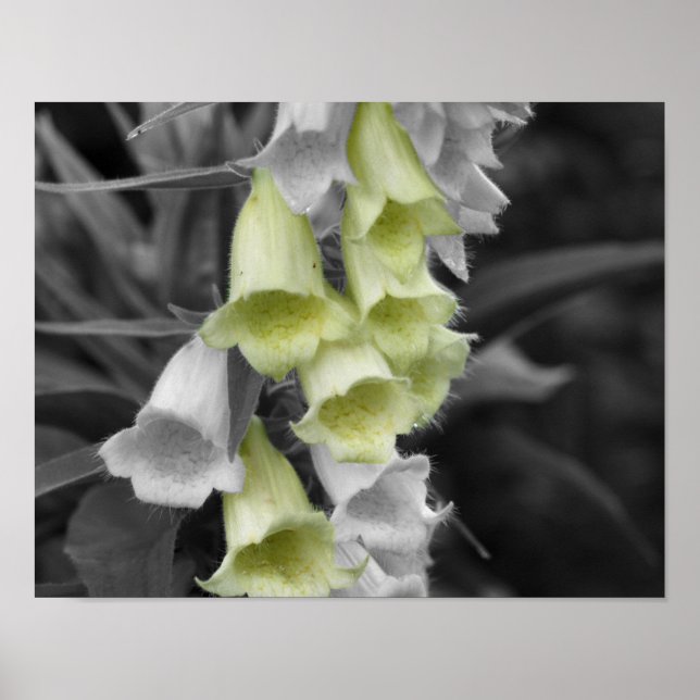 Foxglove-Blume - teilweise Farbe Poster (Vorne)
