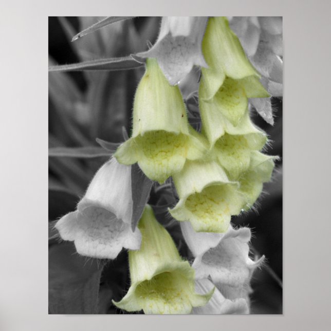 Foxglove-Blume - teilweise Farbe Poster (Vorne)