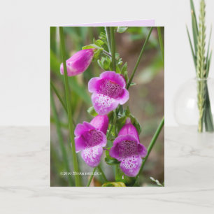 Foxglove Karte