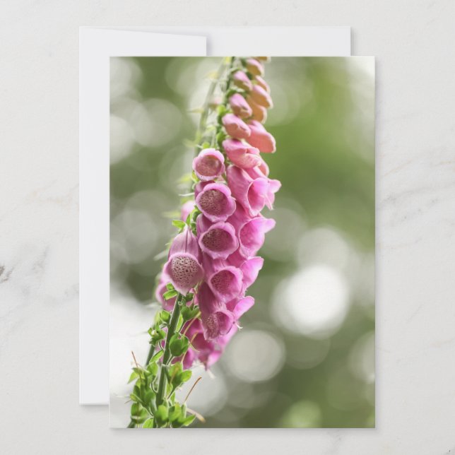 Foxglove Nature Foto Karte (Vorderseite)