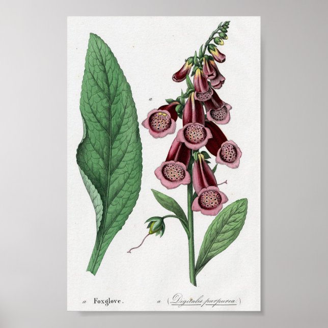 Foxglove Poster (Vorne)