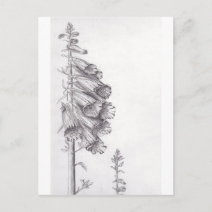 Foxglove Postkarte