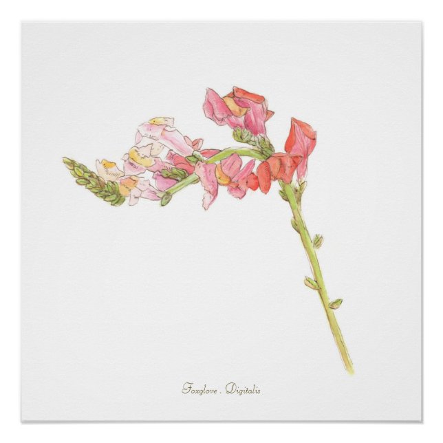 Foxglove Print, Poster (Vorderseite)