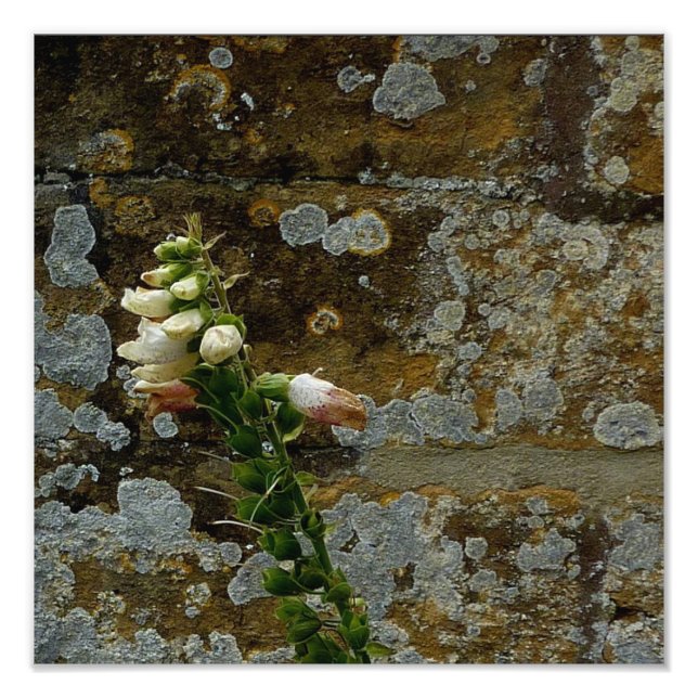 Foxglove und Stone Fotodruck (Vorne)