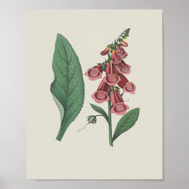 Foxglove Wildblume Botanische Blume Poster (Vorne)