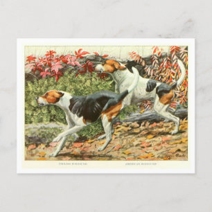 Foxhound-Hunde-Postkarte Postkarte